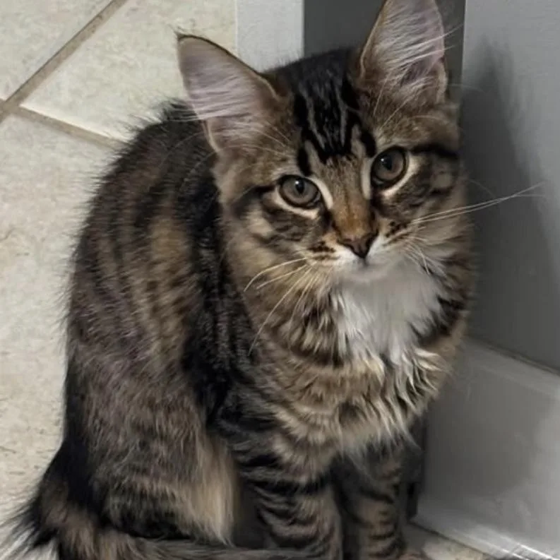A baby small-sized female Brown / Chocolate Domestic Long Hair cat named Athena for adoption in Fayetteville, GA