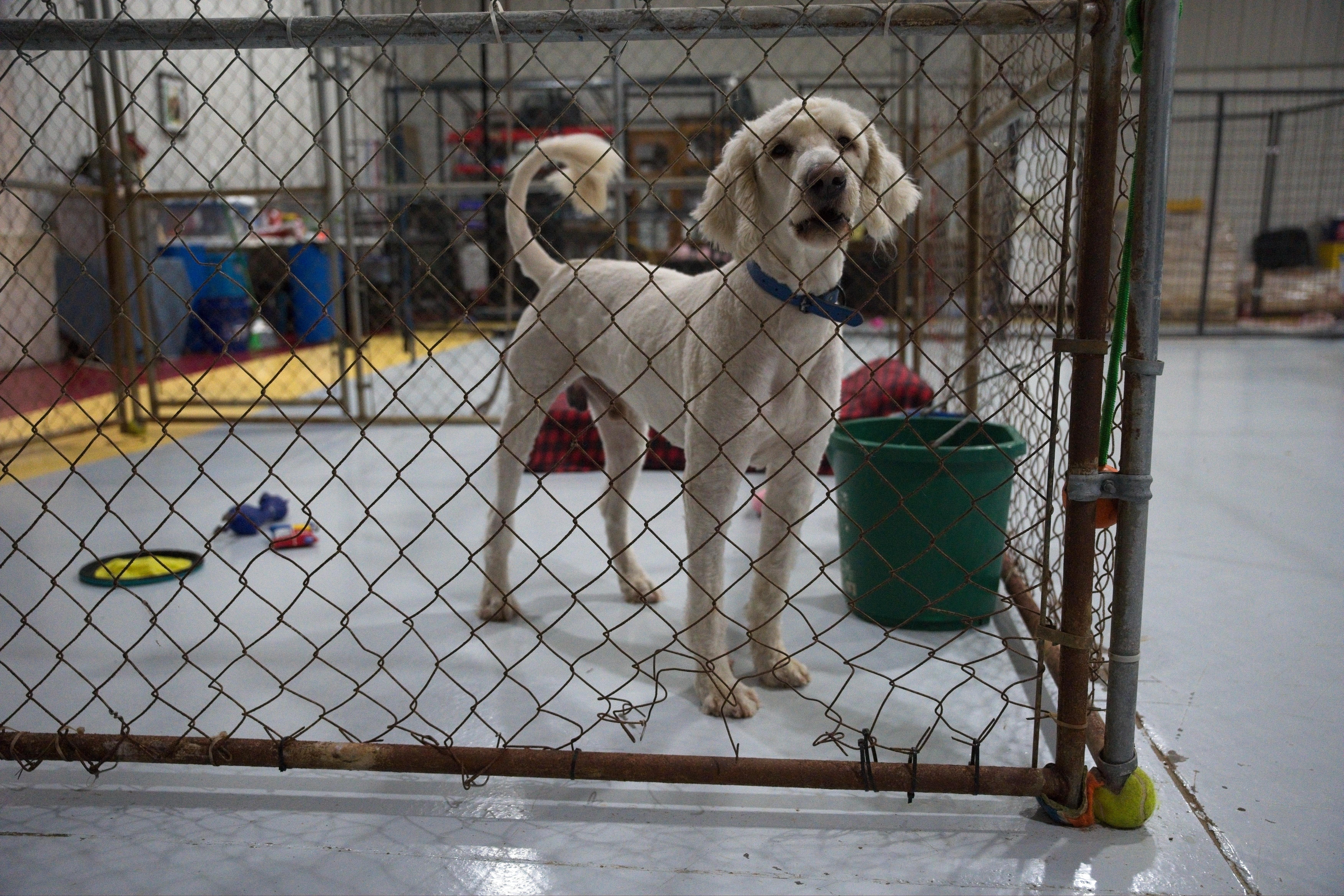 An adult large-sized male White / Cream Labradoodle dog named Riggs for adoption in Owensboro, KY