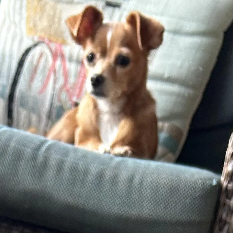 Daisy