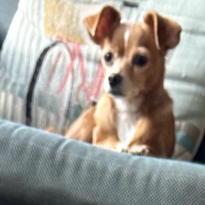 Daisy thumbnail 2