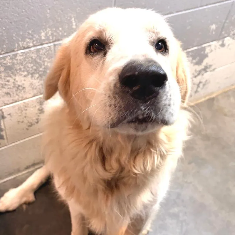A senior extra large-sized male White / Cream Great Pyrenees dog named Pony for adoption in Franklin, NC