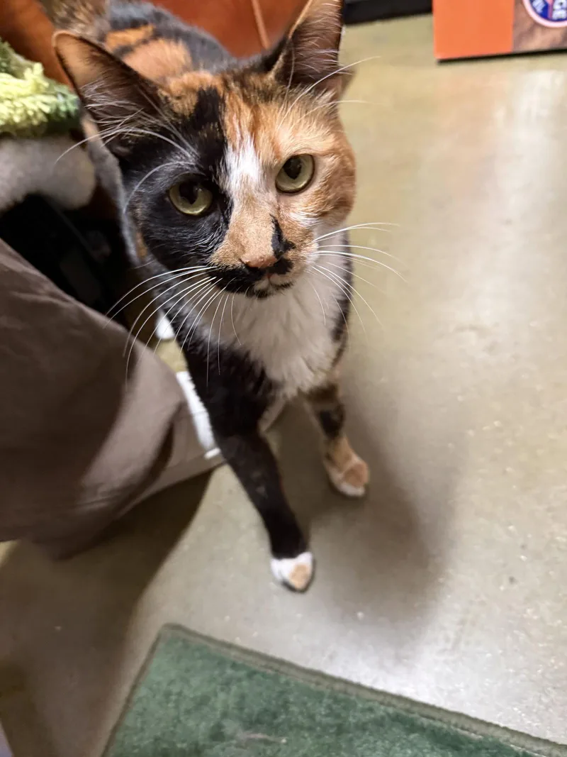 A young medium-sized female Domestic Short Hair cat named Portia for adoption in Los Angeles, CA