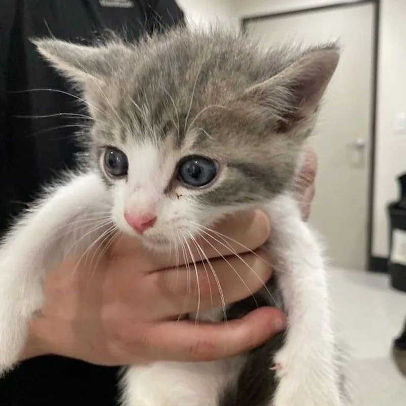 A young medium-sized male Domestic Short Hair cat named Moon for adoption in Lake Havasu City, AZ