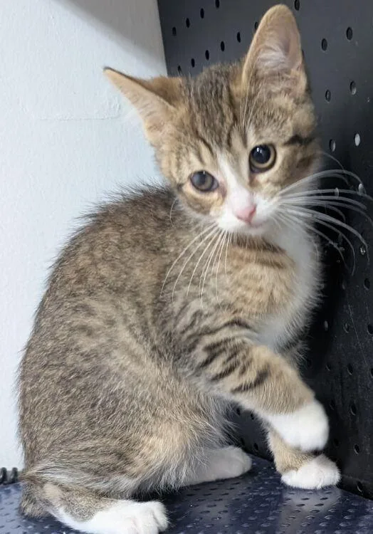 A baby small-sized male Tabby (Brown / Chocolate) Domestic Short Hair cat named Leo for adoption in Anoka, MN