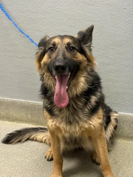 An adult large-sized female German Shepherd Dog dog named Sage for adoption in Las Vegas, NV