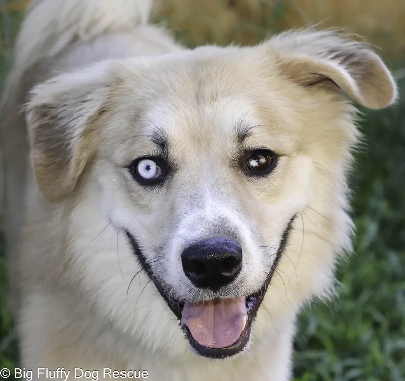 An adult medium-sized male Golden Australian Shepherd dog named Knight for adoption in Nashville, TN
