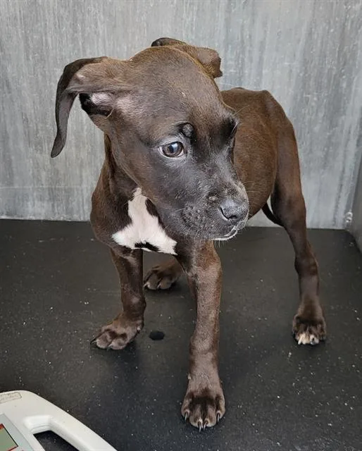 A baby small-sized male Boxer dog named Posiden for adoption in San Antonio, TX