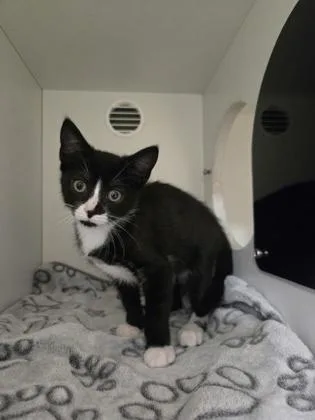 A baby medium-sized female Domestic Short Hair cat named Fernanda for adoption in Savannah, GA