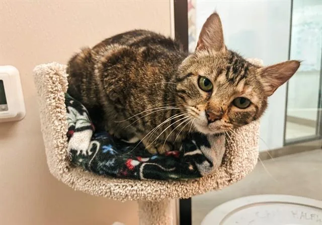 A young medium-sized female Domestic Short Hair cat named Tatum for adoption in McKinleyville, CA