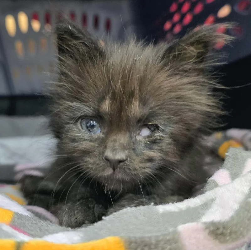 A baby large-sized male Black Domestic Long Hair cat named Titan for adoption in Amityville, NY