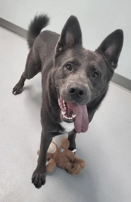 An adult large-sized male Shepherd dog named Frank for adoption in Lake City, MI