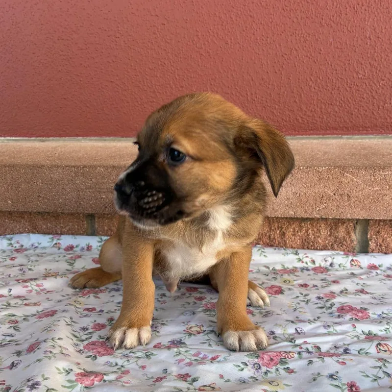 A baby small-sized male Brown / Chocolate Shepherd dog named Kotter for adoption in San Antonio, TX
