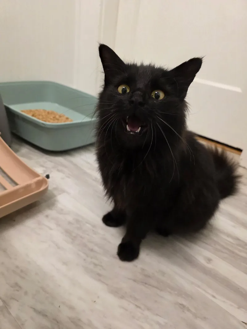 A baby medium-sized female Black Domestic Long Hair cat named Lucy for adoption in Columbus, OH
