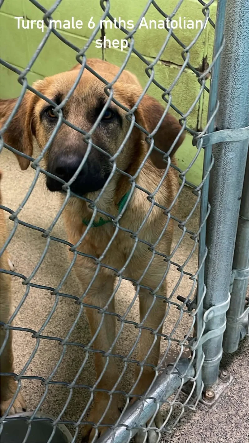 A young medium-sized male Bicolor Anatolian Shepherd dog named Turq for adoption in Fort Payne, AL
