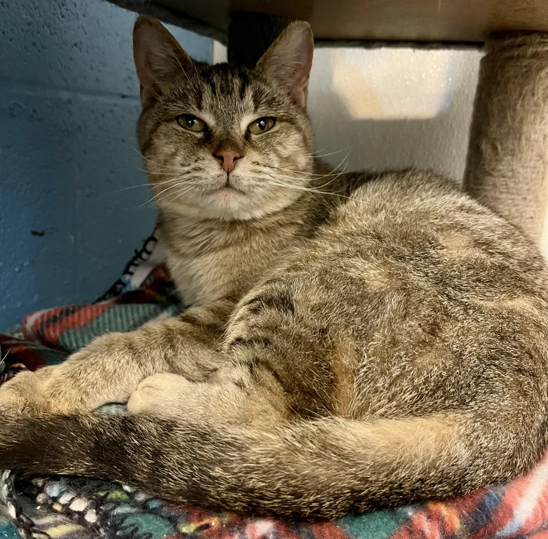 Grumbles thumbnail 2