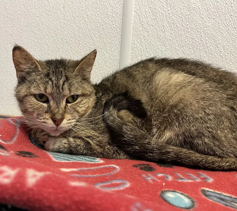 Grumbles thumbnail 3