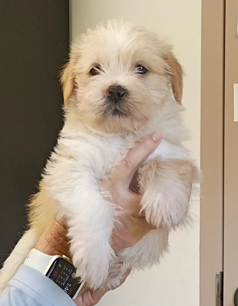 A baby small-sized male Shih Tzu dog named Marshall for adoption in Springfield, OH