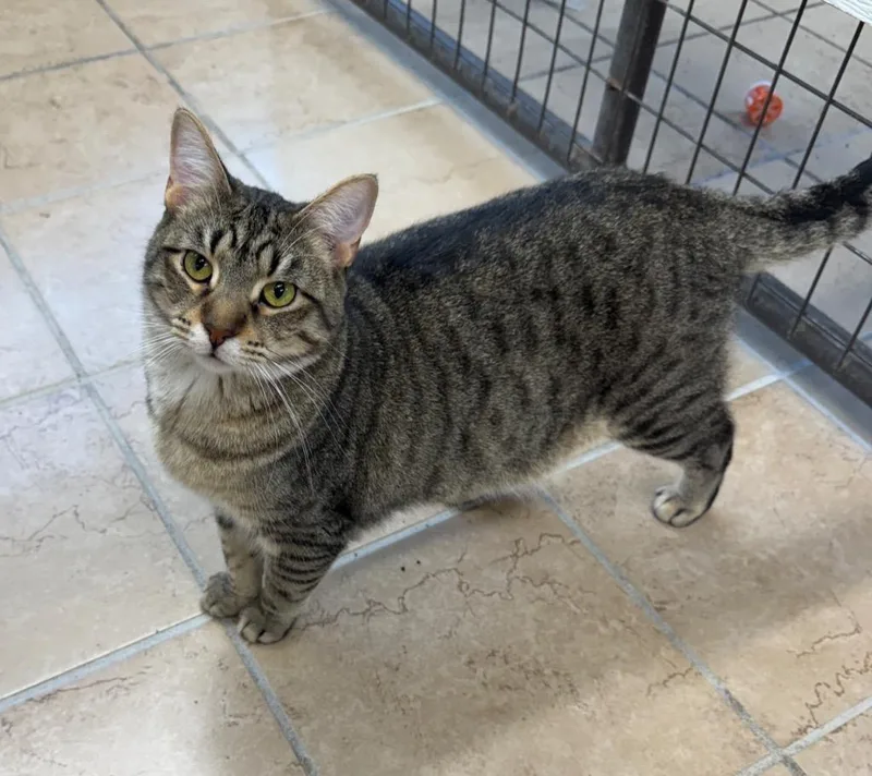 A young medium-sized male Domestic Short Hair cat named Gatsby for adoption in Hastings, NE