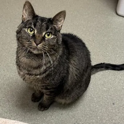 An adult medium-sized female Domestic Short Hair cat named Mama for adoption in Merriam, KS
