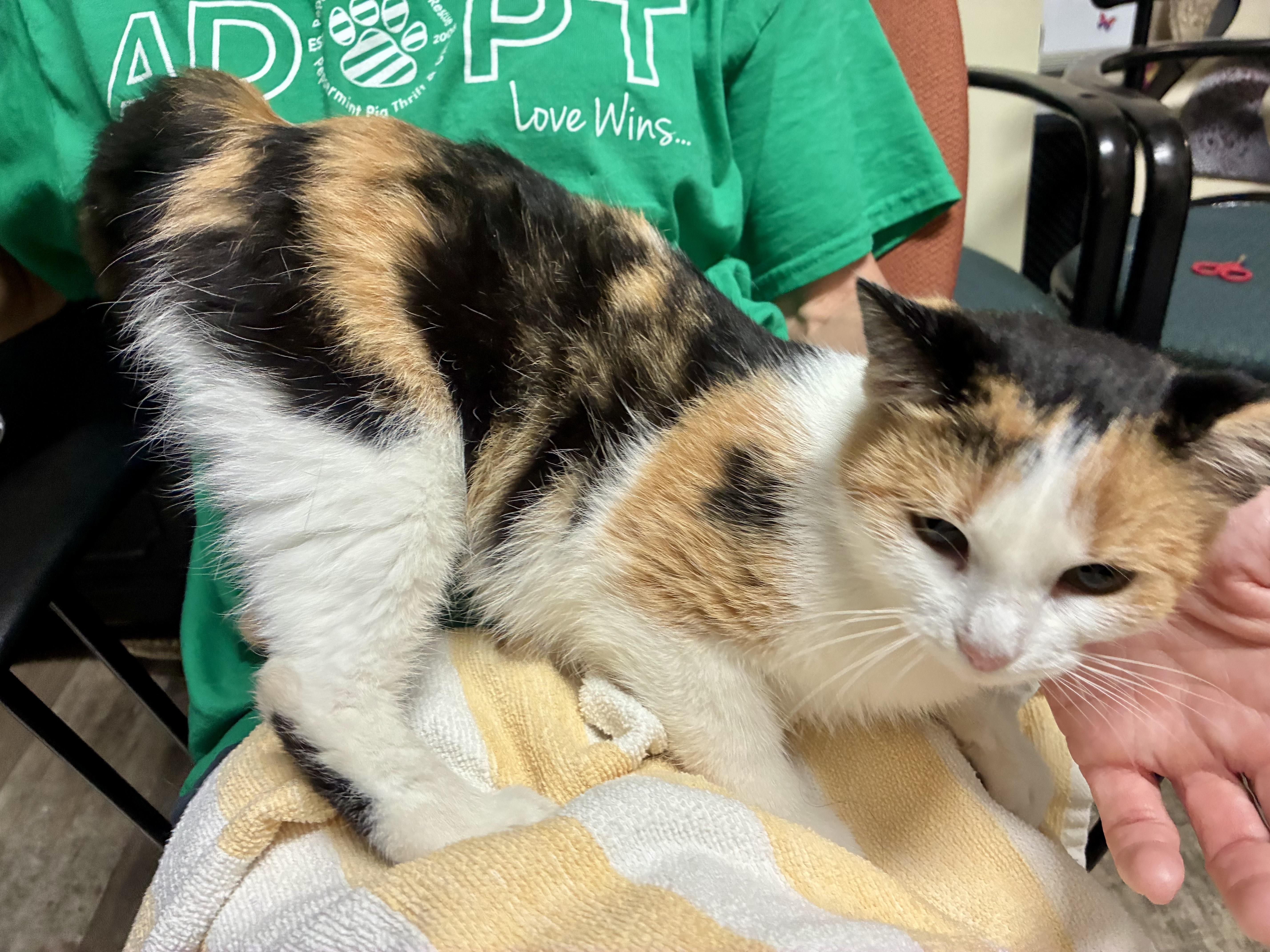 A young medium-sized female Calico Domestic Short Hair cat named Mochi for adoption in Cincinnati, OH