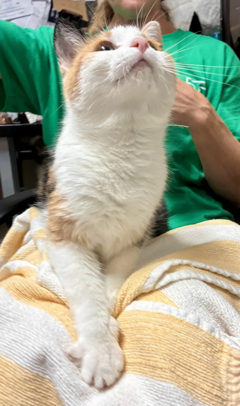 Mochi thumbnail 3