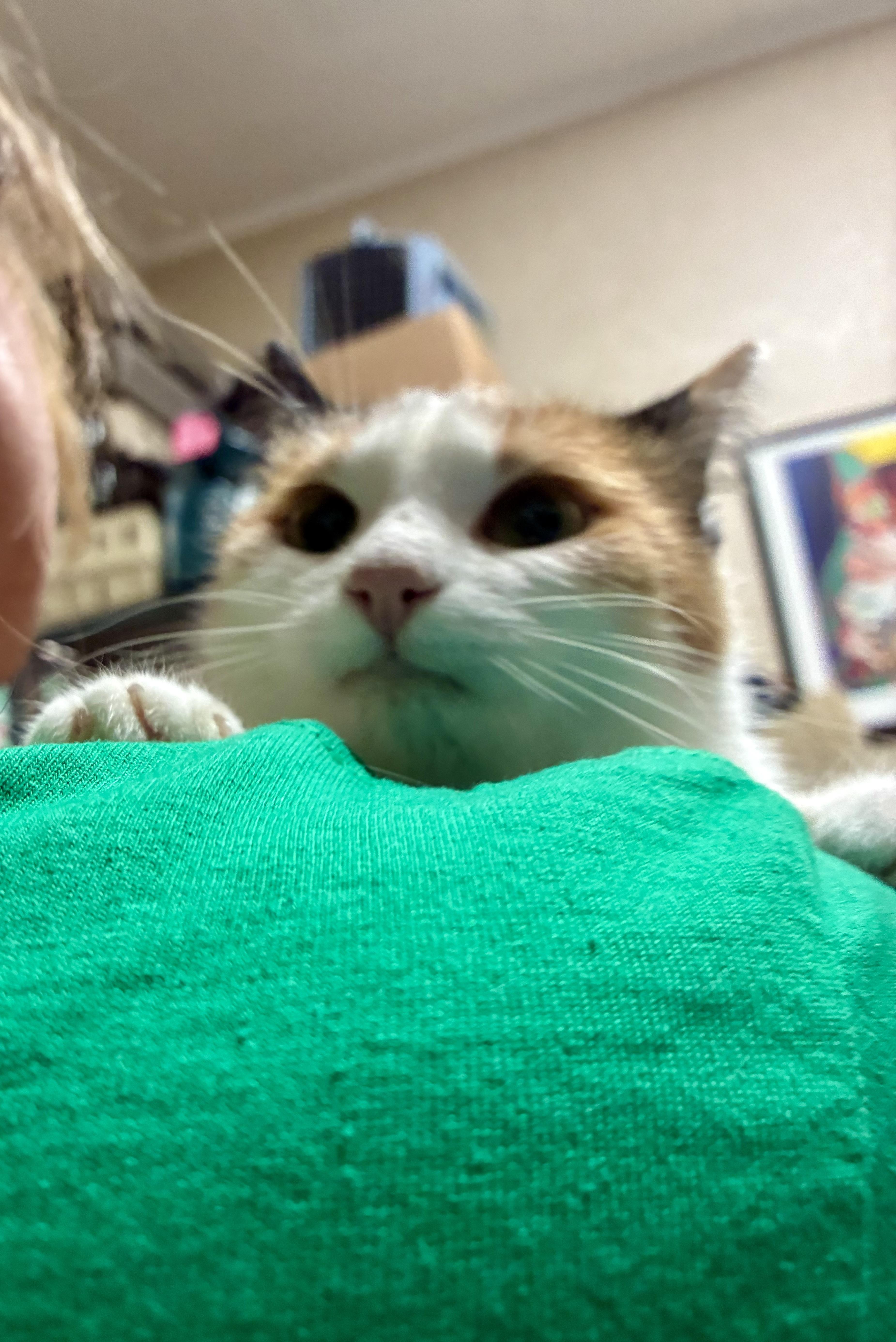 Mochi thumbnail 5