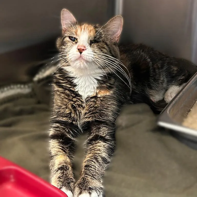 A senior medium-sized female Orange / Red Domestic Medium Hair cat named Lovely Flowerwren for adoption in Davenport, IA