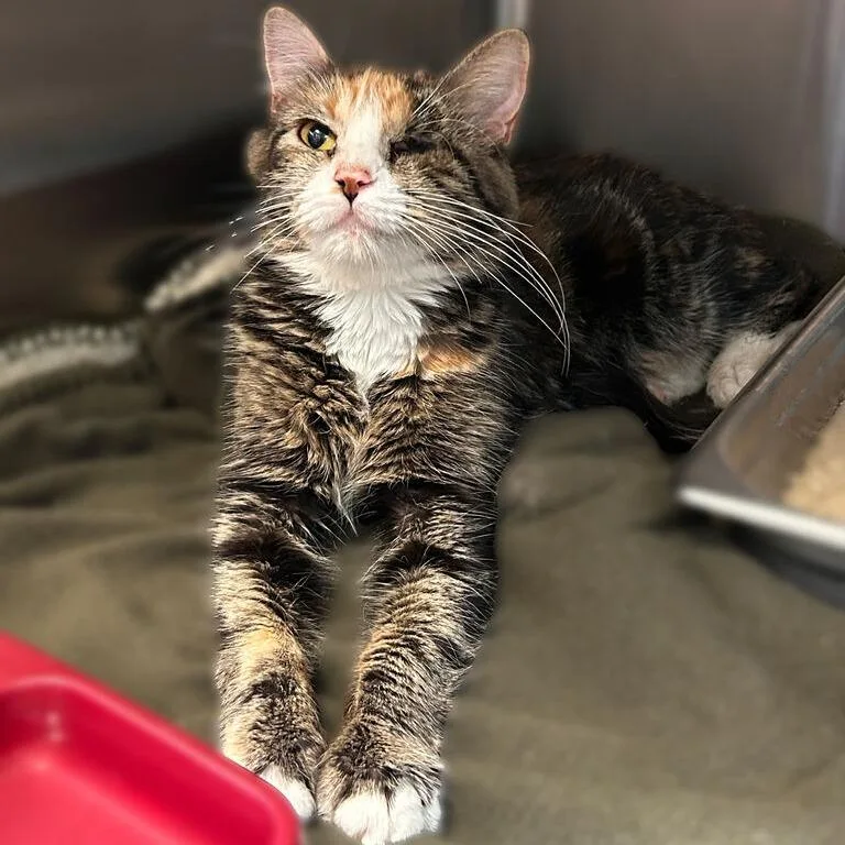 Lovely Flowerwren thumbnail 2
