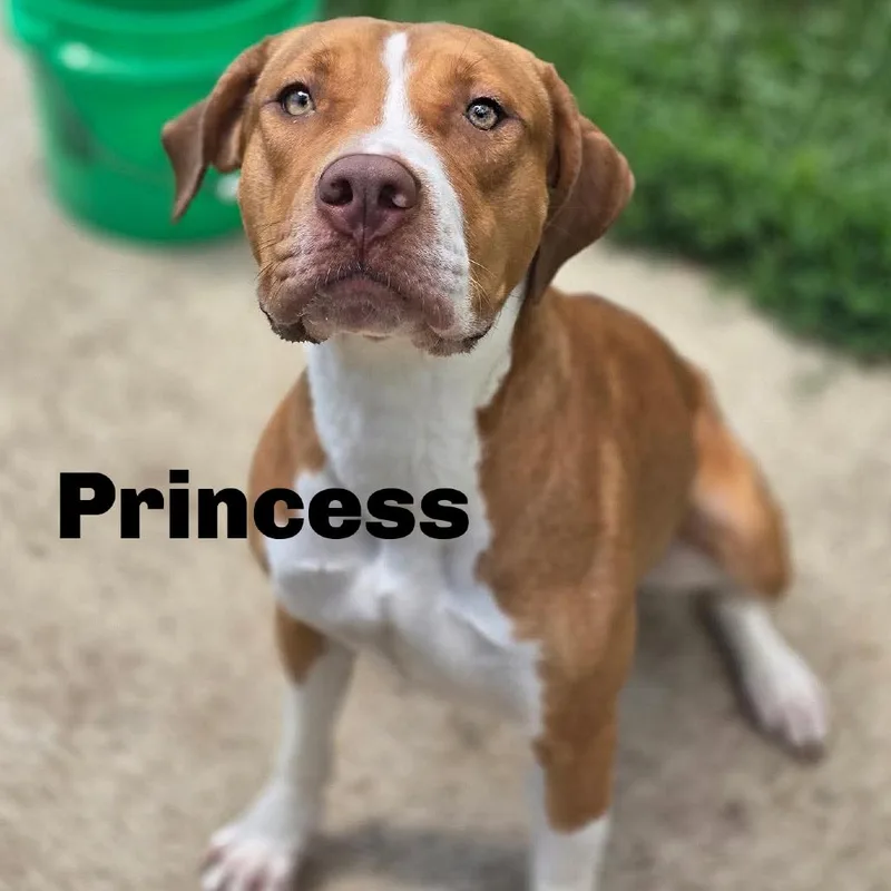 Princess
