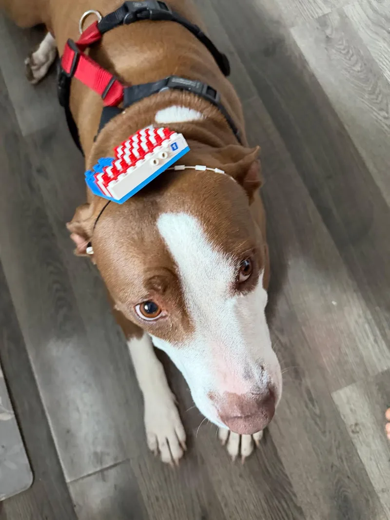 An adult large-sized female Pit Bull Terrier dog named Barbie for adoption in merrillville, IN