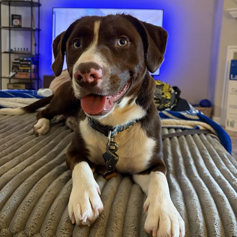 A young medium-sized male Brown / Chocolate Chocolate Labrador Retriever dog named Otter for adoption in Louisville, KY