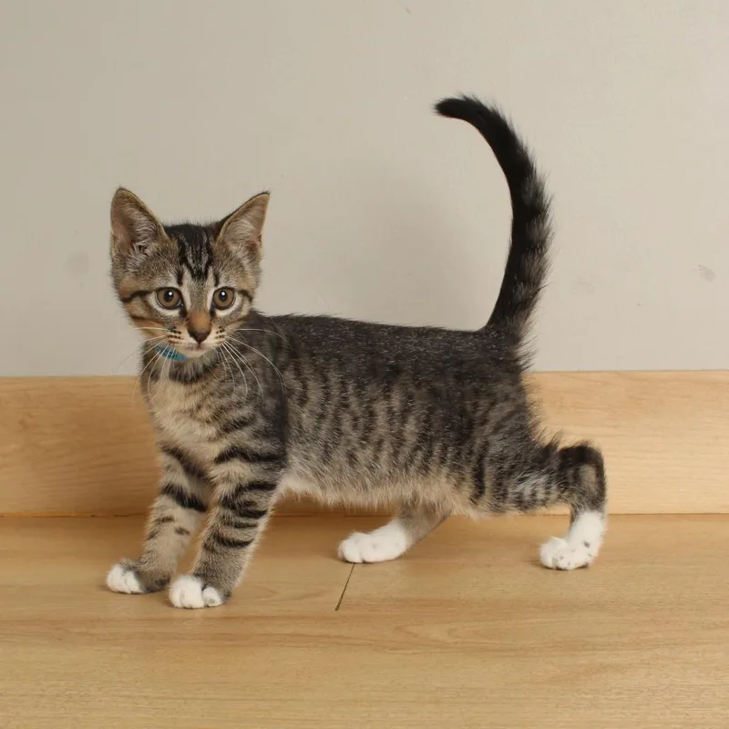 A baby small-sized female Brown / Chocolate Domestic Short Hair cat named Tortoise C for adoption in Minnetonka, MN