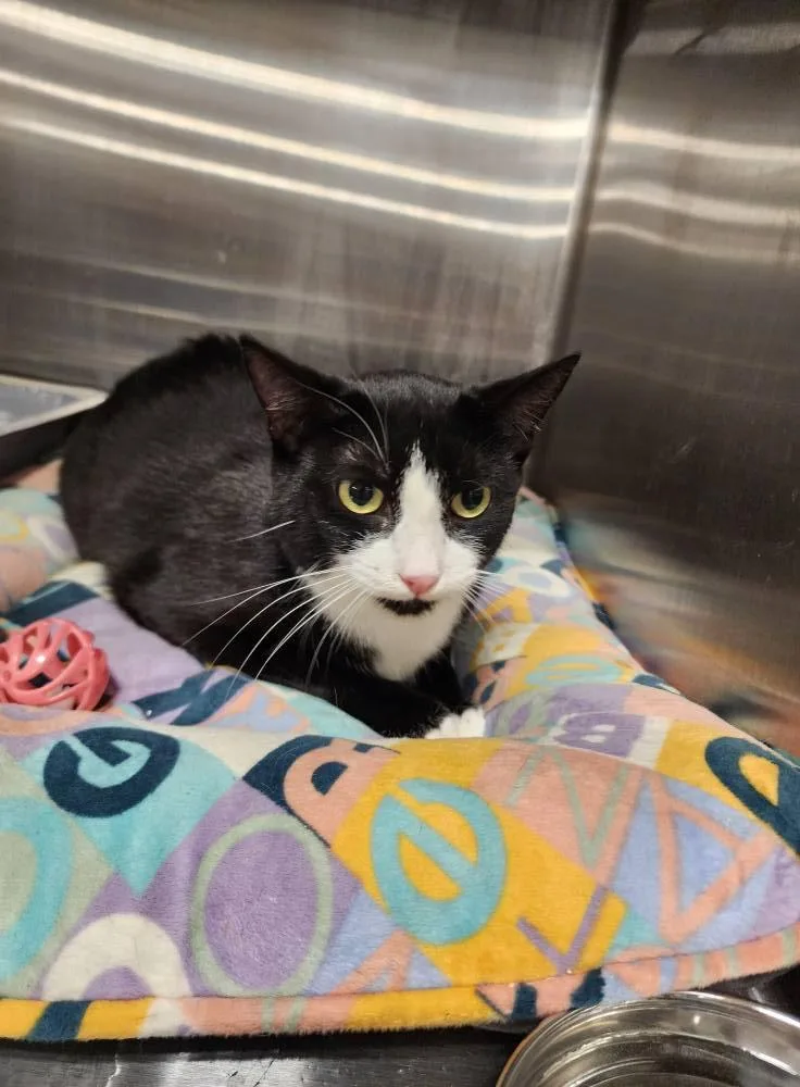 Miss Boots thumbnail 2