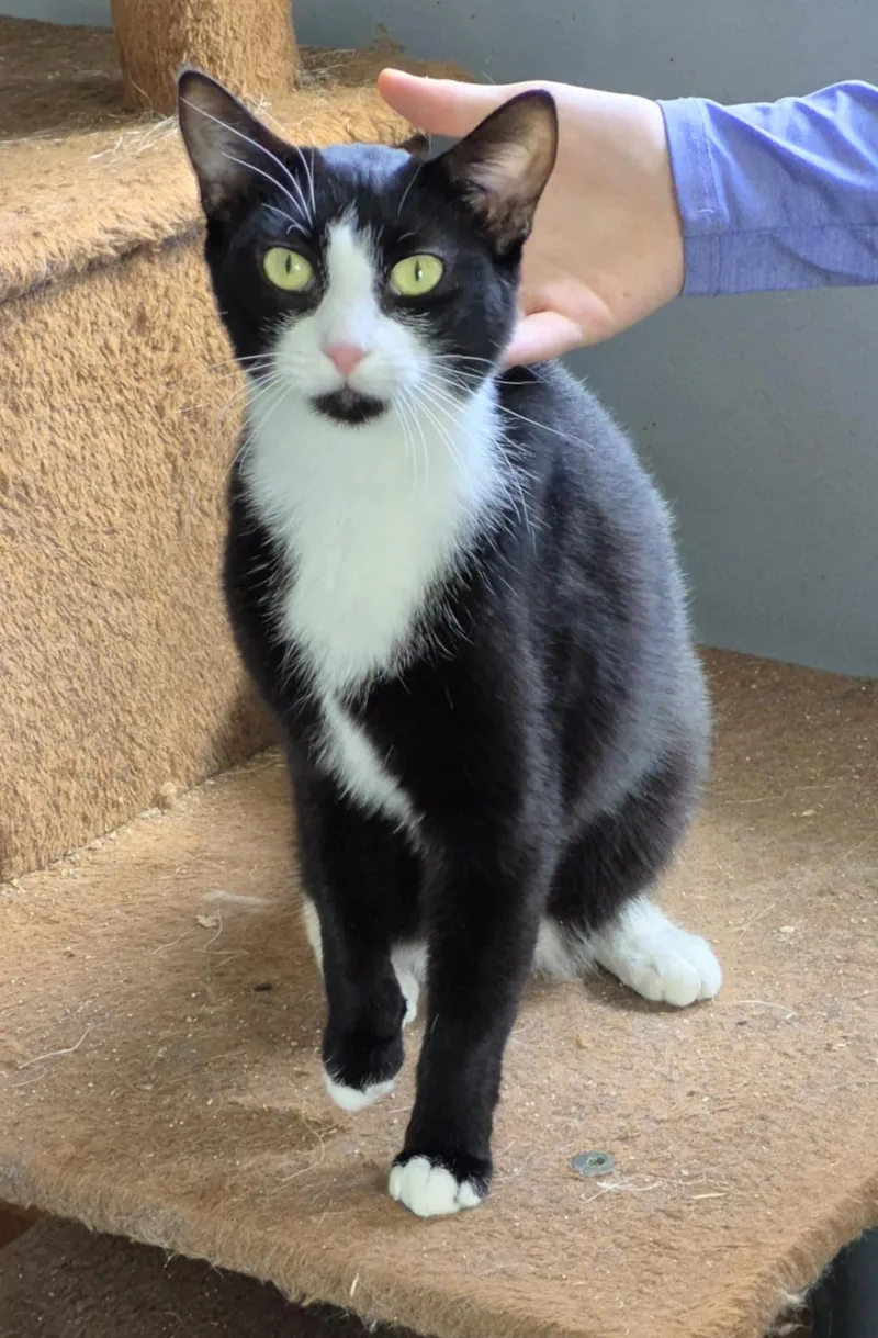 Miss Boots thumbnail 3