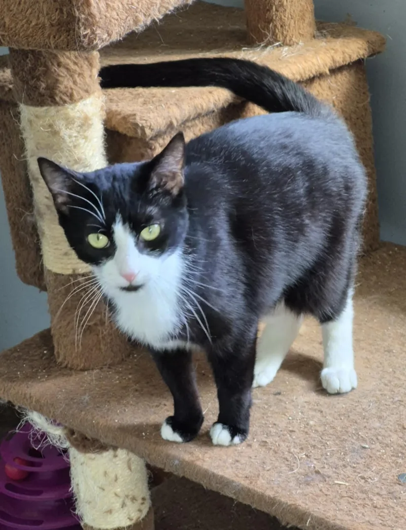 Miss Boots thumbnail 4