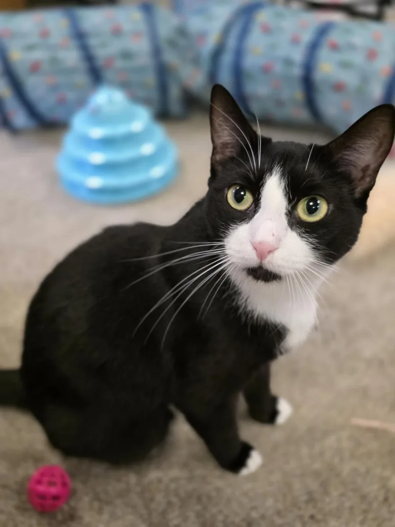 Miss Boots thumbnail 5