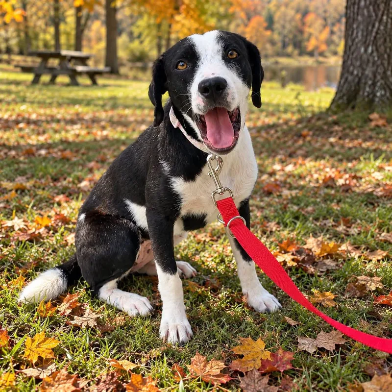 A baby medium-sized female Pit Bull Terrier dog named Summer for adoption in PLAINFIELD, CT