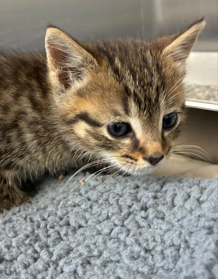 A baby small-sized male Domestic Short Hair cat named Scrubbie for adoption in Hartsville, SC