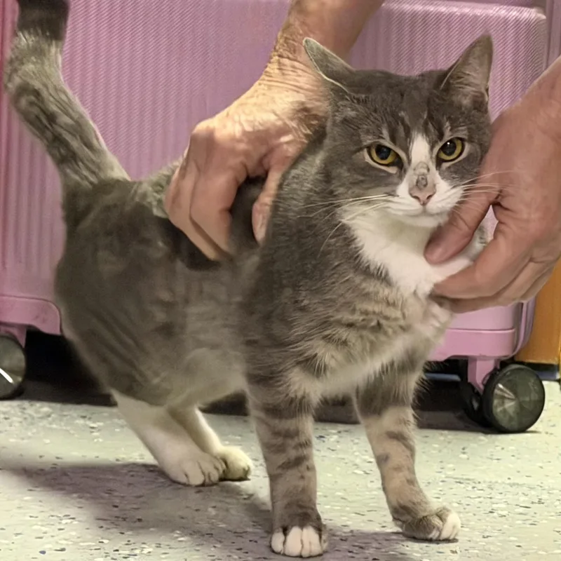 A young medium-sized female Gray & White Domestic Short Hair cat named Smokey for adoption in Sewaren, NJ