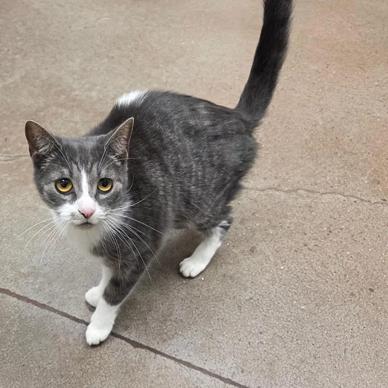 An adult medium-sized female Gray / Blue / Silver Domestic Short Hair cat named Nakita for adoption in Chattanooga, TN