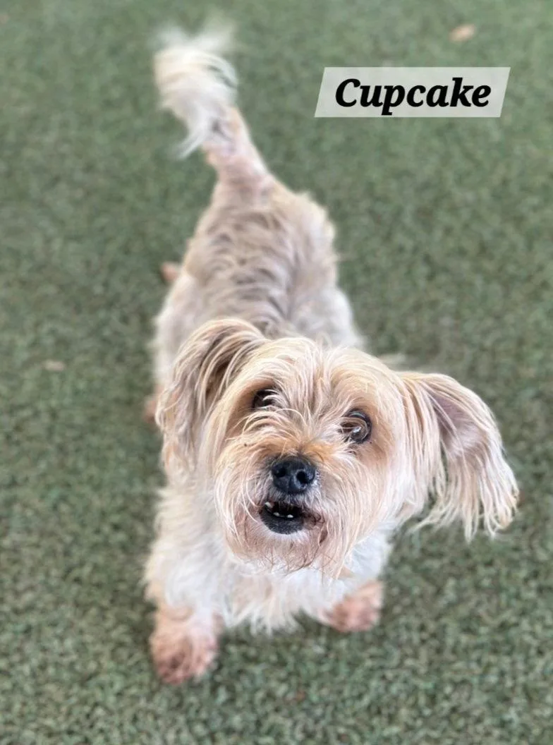 Cupcake