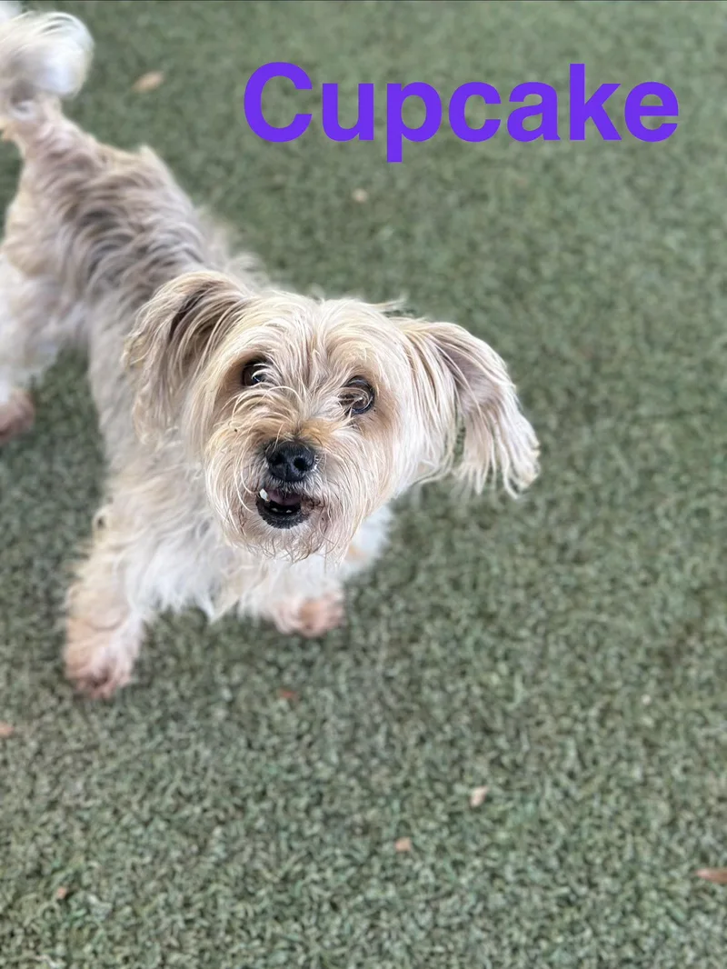 Cupcake thumbnail 3