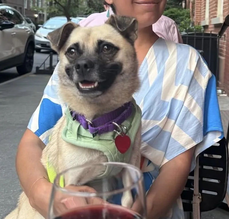 A young small-sized male Yellow / Tan / Blond / Fawn Pug dog named Thanos for adoption in Brooklyn, NY