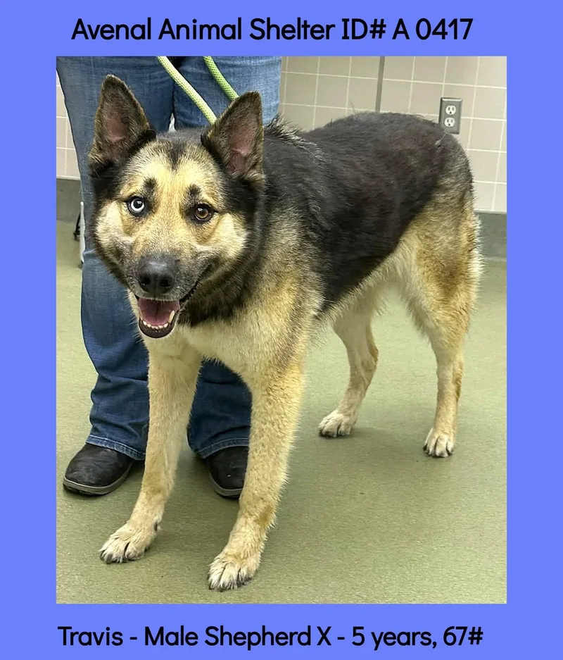 An adult large-sized male Black German Shepherd Dog dog named Travis for adoption in Avenal, CA