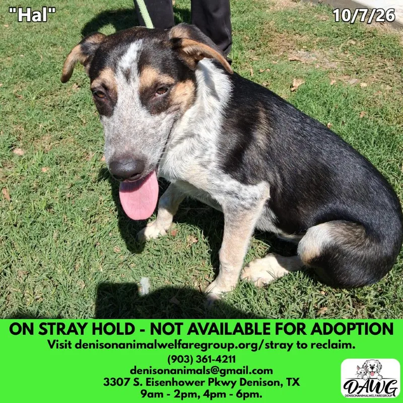 A young medium-sized male Black Australian Cattle Dog / Blue Heeler dog named Hal for adoption in Denison, TX