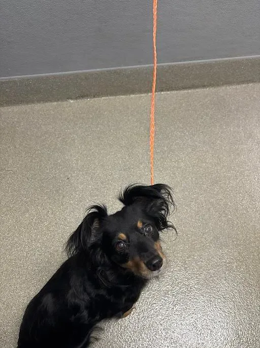 An adult medium-sized female Chihuahua dog named Lilly for adoption in Las Vegas, NV
