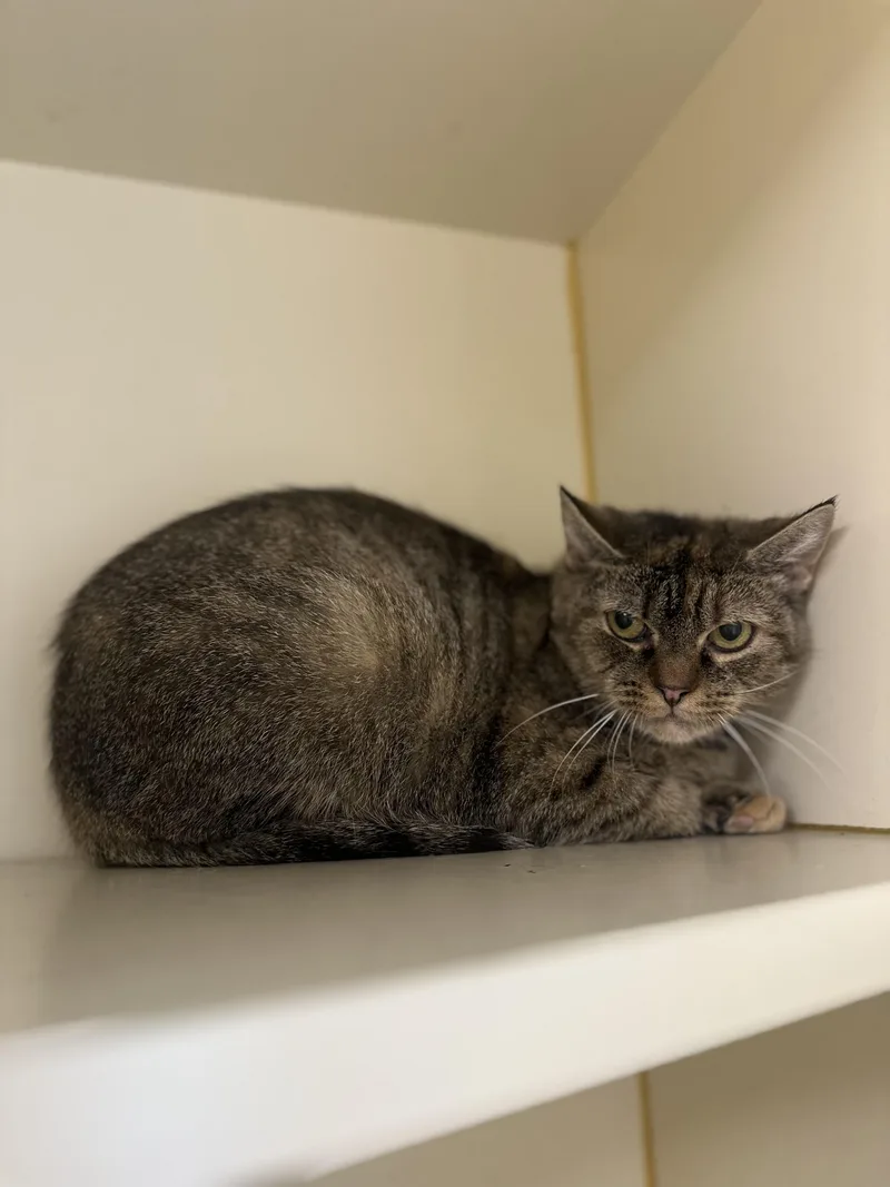 Lavender thumbnail 2