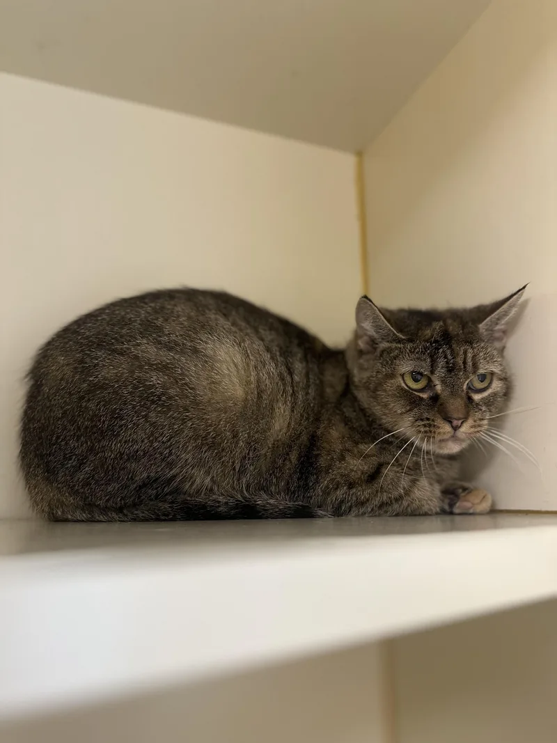 Lavender thumbnail 3