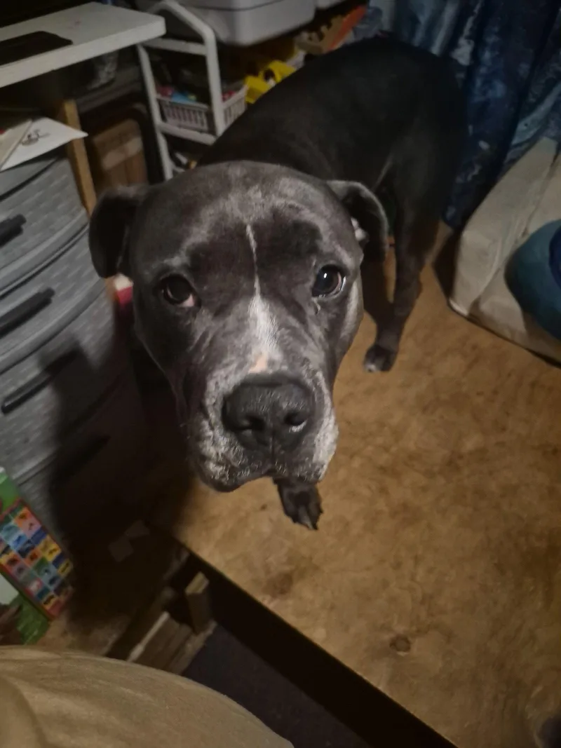 A young medium-sized male Pit Bull Terrier dog named Parker for adoption in San Diego, CA