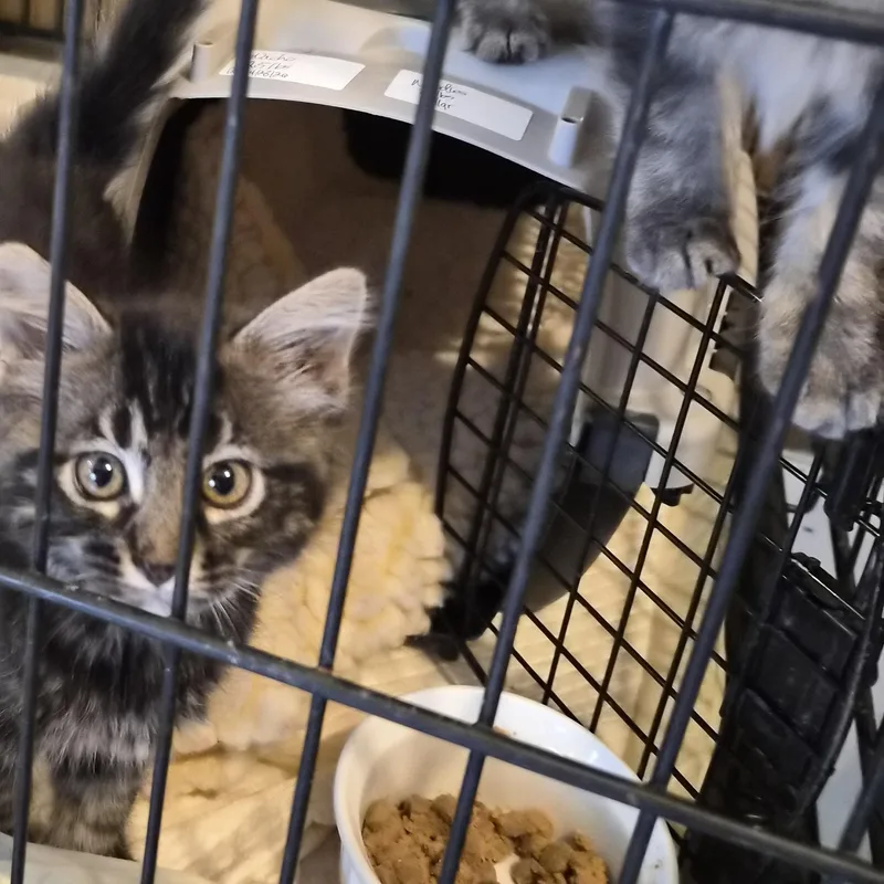 A baby medium-sized female Domestic Medium Hair cat named Nacho for adoption in Greeley, CO